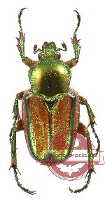 Phaedimus lumawigi