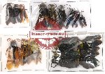 Scientific lot no. 5 Hymenoptera (18 pcs)