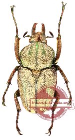 Mycteristes (Prigenia) squamosa (10 pcs)