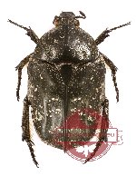 Protaetia (Pseudourbania) floresiensis (5 pcs)