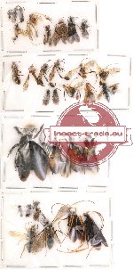 Scientific lot no. 7 Hymenoptera (33 pcs)