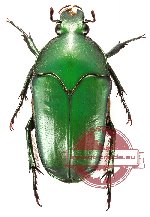 Ischiopsopha (s.str.) poggii (A-)