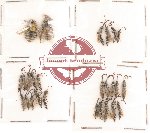 Scientific lot no. 13 Hymenoptera (26 pcs)