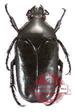 Thaumastopeus nigritus (A2)