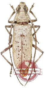 Calocerambyx hauseri