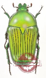 Euchilia (s.str.) sulcata (A2)