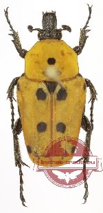 Epixanthis novempunctata