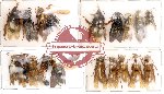 Scientific lot no. 16 Hymenoptera (20 pcs) (A,A-,A2)