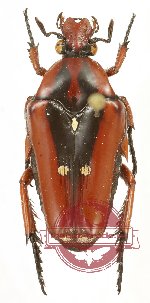 Ixorida (Oncosterna) celebensis celebensis