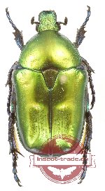 Protaetia (Eupotosia) affinis pseudospeciosa