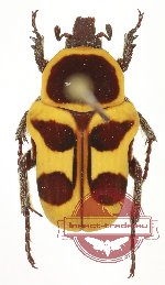 Pseudepixanthis stella