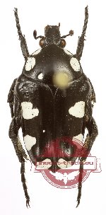 Mausoleopsis amabilis