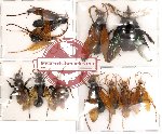 Scientific lot no. 17 Hymenoptera (11 pcs) (A,A-,A2)