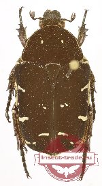 Protaetia (s.str.) mindoroensis