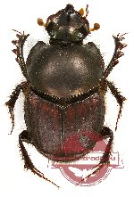 Onthophagus sp. 17A (5 pairs)