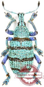 Eupholus geoffroyi (5 pcs)