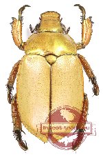 Anoplognathus aurora (10 pcs - 7m, 3f)