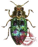Chrysobothris (s.str.) rondoni (A-)
