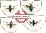 Scientific lot no. 23 (Chrysididae) (4pcs) (2pc A2)