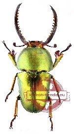 Lamprima adolphinae (5 pcs)