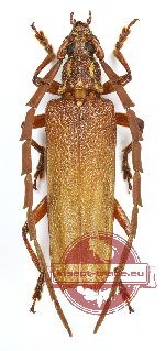 Coptopterus sp. 2
