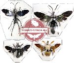 Scientific lot no. 26 Hymenoptera (4 pcs)