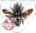 Scientific lot no. 27 - Megachile sp. (1 pcs A2)