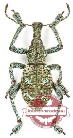 Rhinoscapha sp. 20 (A2)