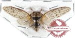 Platypleura sp. 4 (A2)