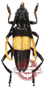 Pachyteria dimidiata Westwood, 1848 (5 pcs)