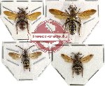 Scientific lot no. 29 - Scoliidae (Campsomerini) (4pcs)