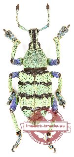 Eupholus sp. 4