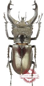Lucanus fryi shepanskii