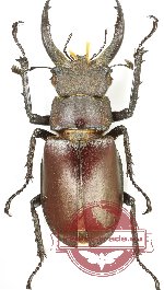 Lucanus fryi shepanskii