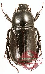 Hatamus tarsalis (A2)