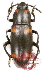 Erotylidae sp. 20 (10 pcs)