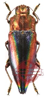 Cyphogastra (s.str.) javanica skalarosenbaumi PARATYPE