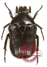 Bisallardiana obscura (4 pcs A2)
