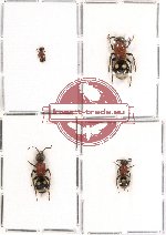 Scientific lot no. 33 - (Mutillidae) 4pca (2pcs A2)