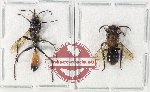 Scientific lot no. 592 Hymenoptera (2 pcs A-)