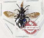 Hymenoptera sp. 145