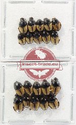 Scientific lot no. 1112 Coprophaga (Onthophagus spp.) (20 pcs)