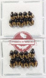 Scientific lot no. 1110 Coprophaga (Onthophagus sp. mix) (20 pcs)