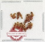 Scientific lot no. 56 Formicidae (14 pcs)