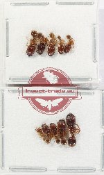Scientific lot no. 55 Formicidae (10 pcs)