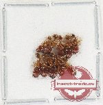 Scientific lot no. 57 Formicidae (10 pcs)
