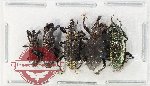 Scientific lot no. 1122 Curculionidae (5 pcs)