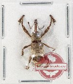 Curculionidae sp. 195 (A-)