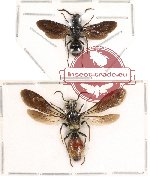 Scientific lot no. 34 (Mutillidae males) 2pcs