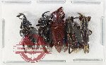 Scientific lot no. 1118 Curculionidae (5 pcs)